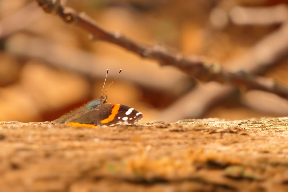 a small orange and white butterfly sitting on the ground