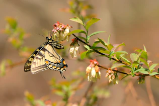 a butterfly sitting on top of a flower