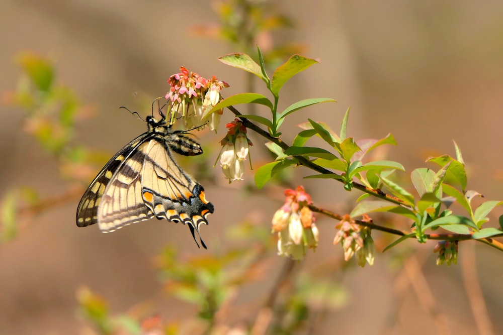 a butterfly sitting on top of a flower