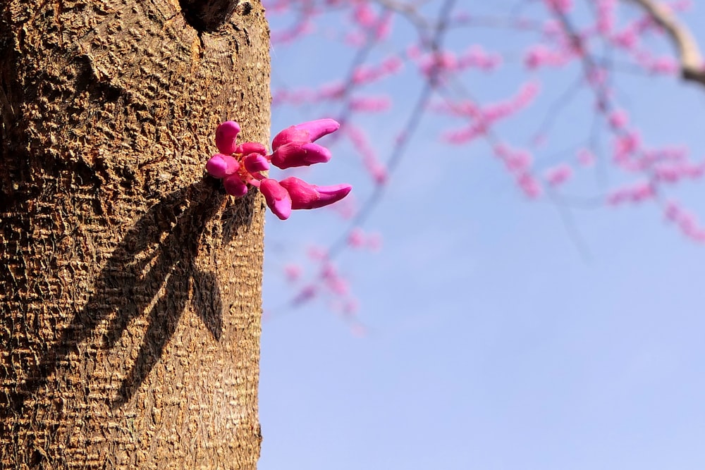 a pink flower is growing on a tree