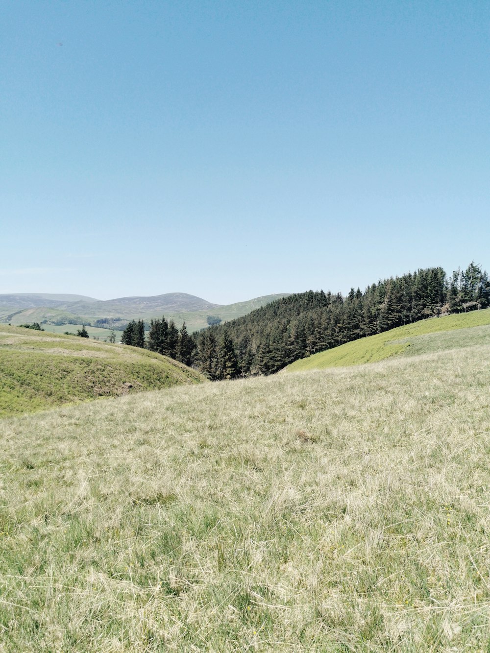 a grassy field with trees in the distance