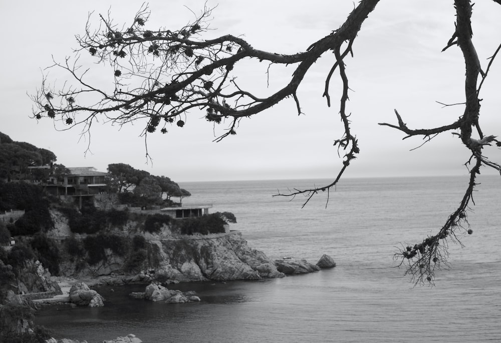 a black and white photo of a tree and a body of water