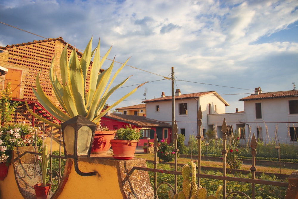 a cactus in a pot on a balcony