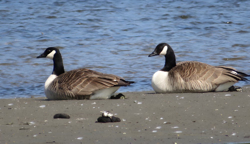 two geese are sitting on the sand by the water