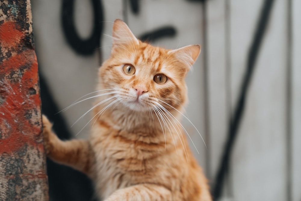 an orange cat standing next to a tree