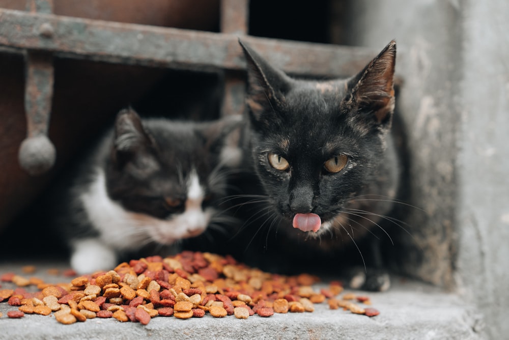 un couple de chats assis à côté d’un tas de nourriture