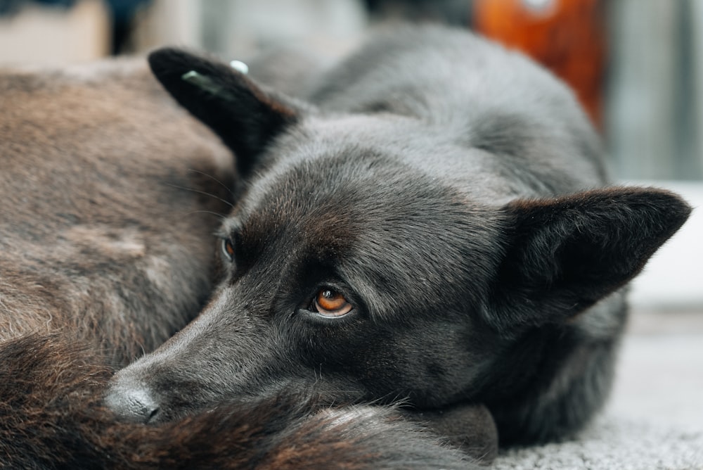 a close up of a dog laying on the ground