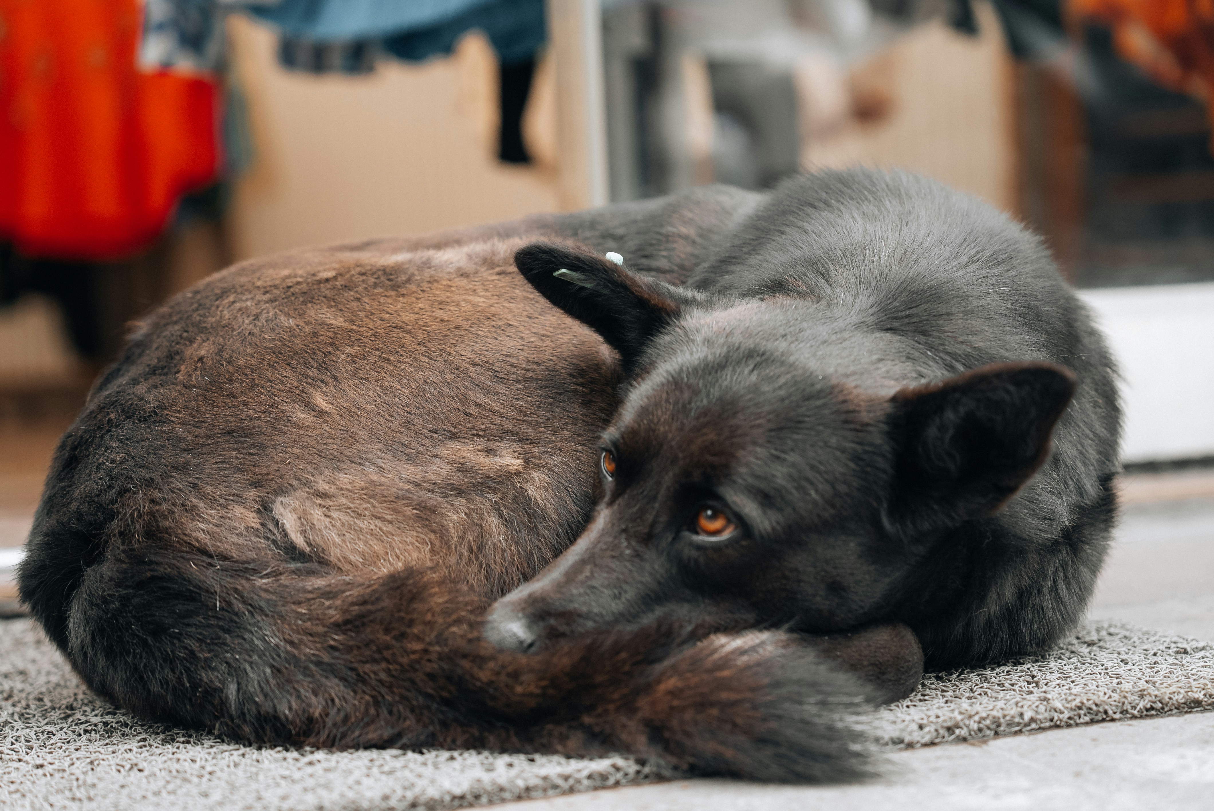 Mastering Your Dog's Shedding: Practical Steps for a Hair-Free Home
