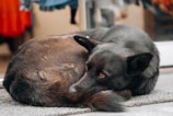 A dog with dark fur is curled up on a textured mat, looking off to the side with warm, brown eyes. The background is blurred, featuring indistinct clothing and objects in reds and blues.