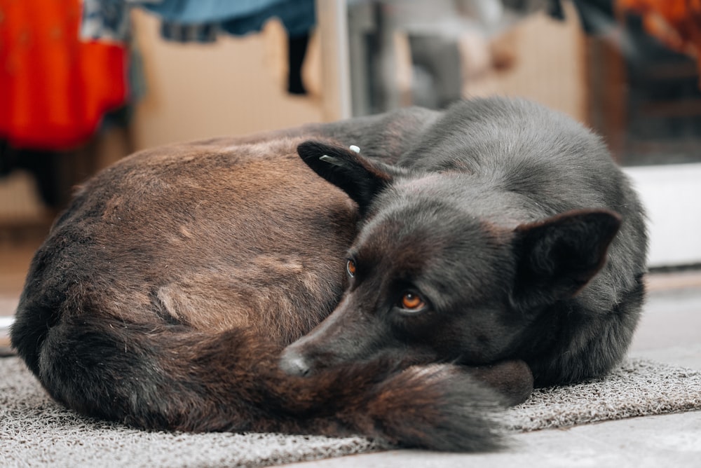 a black dog laying on the ground next to a door