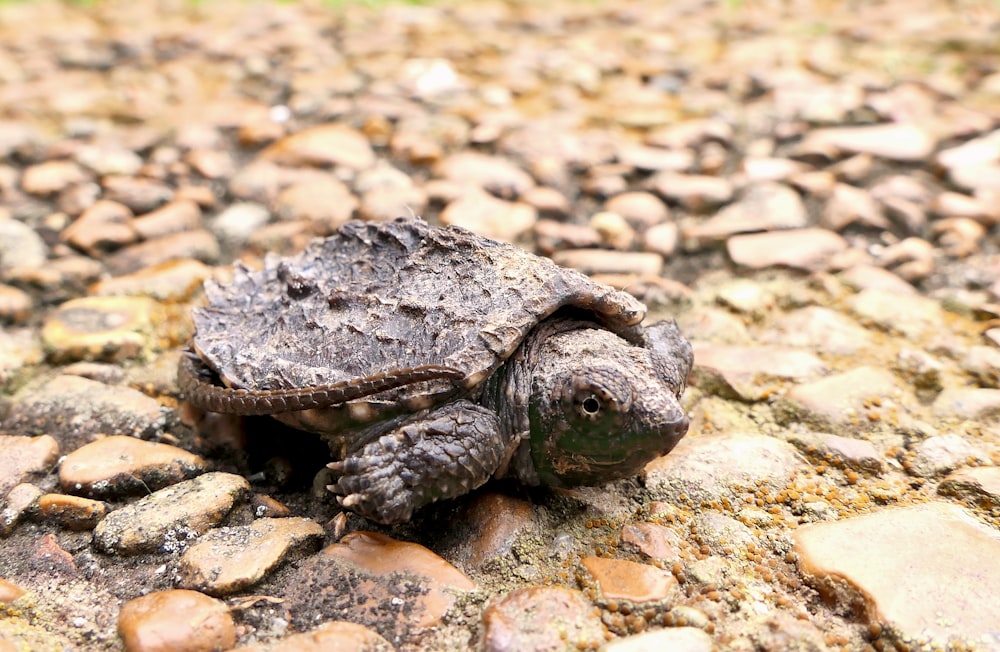 a small turtle sitting on top of a pile of rocks