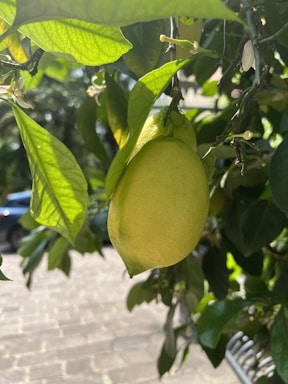 A lemon hangs from a tree branch surrounded by lush green leaves in bright sunlight. The background is slightly blurred, showing a paved area and part of a parked car.