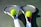 Two tennis rackets are lying on a court with tennis balls placed near the center of each racket. The rackets have blue and pink details with white grips, and the tennis balls are bright yellow.
