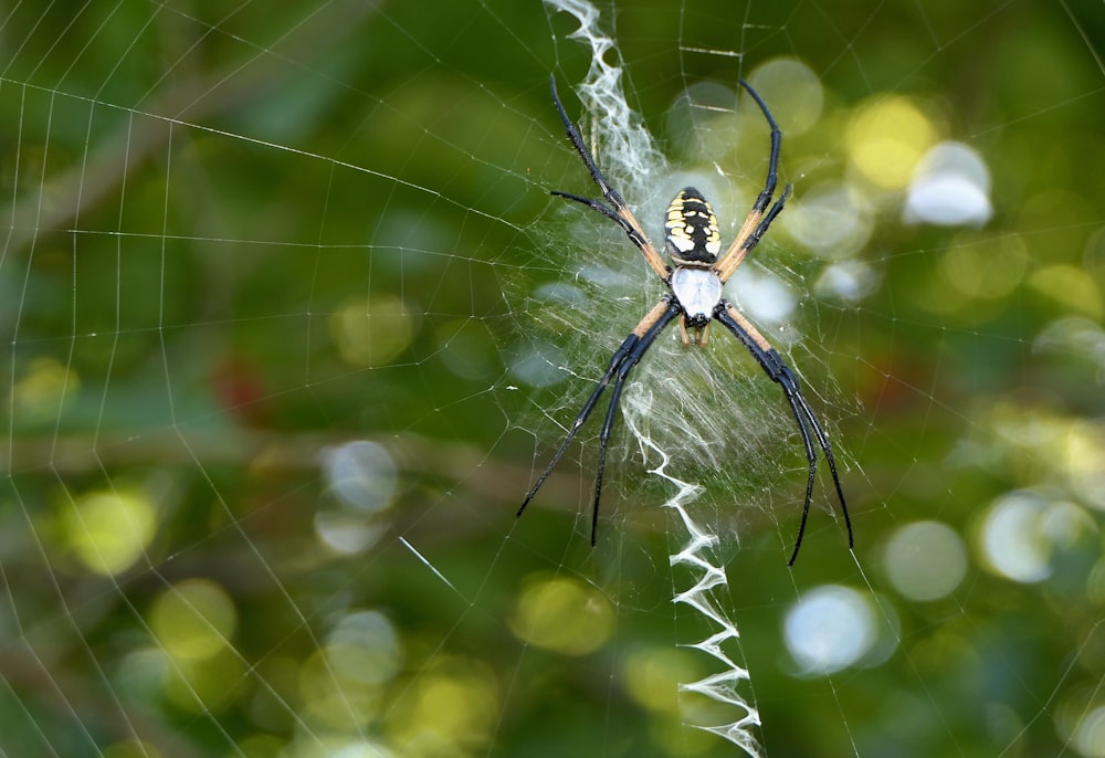 a close up of a spider on a web