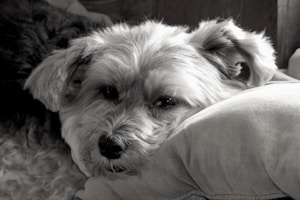 Terrier Tribute Magnet