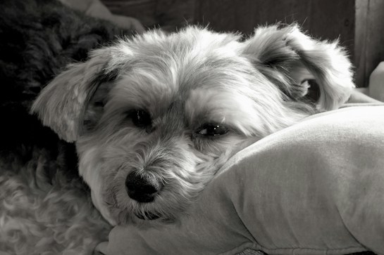 A small dog with shaggy fur rests its head on a soft cushion, displaying a gentle and relaxed expression. The image is presented in black and white, highlighting the texture of the dog's fur and the softness of the cushion.