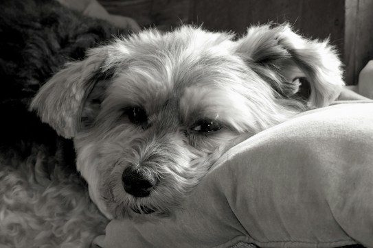 A small dog with shaggy fur rests its head on a soft cushion, displaying a gentle and relaxed expression. The image is presented in black and white, highlighting the texture of the dog's fur and the softness of the cushion.
