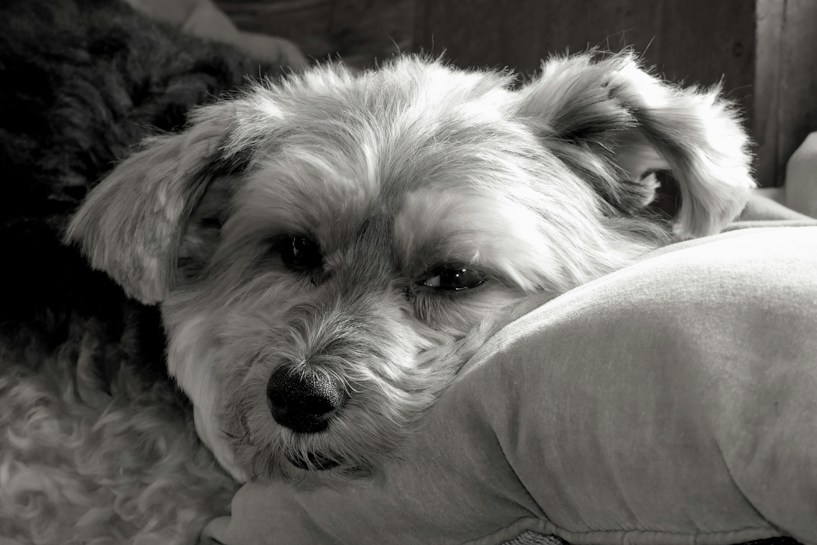 A small dog with shaggy fur rests its head on a soft cushion, displaying a gentle and relaxed expression. The image is presented in black and white, highlighting the texture of the dog's fur and the softness of the cushion.