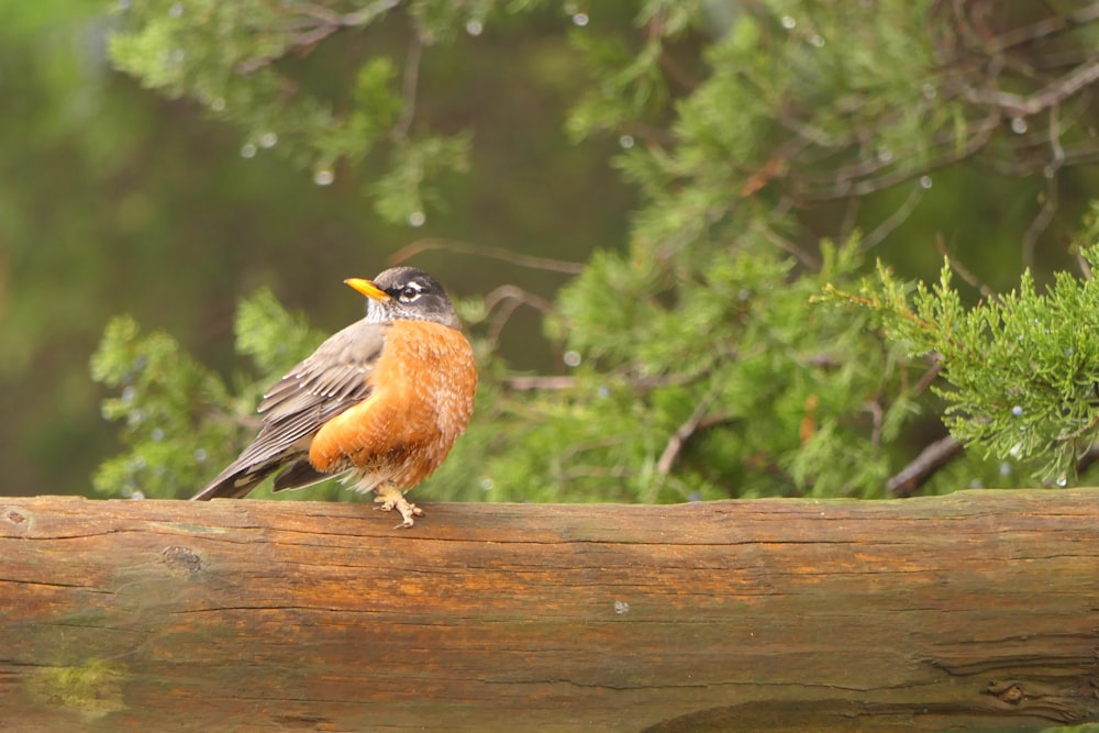 a bird perched on a log in a forest