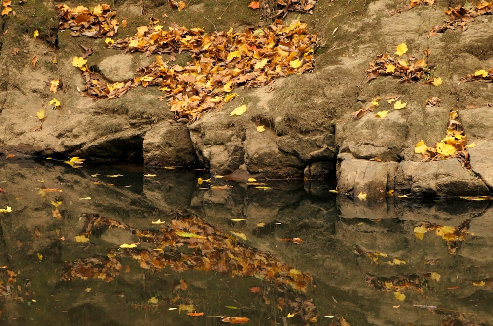a body of water surrounded by rocks and leaves