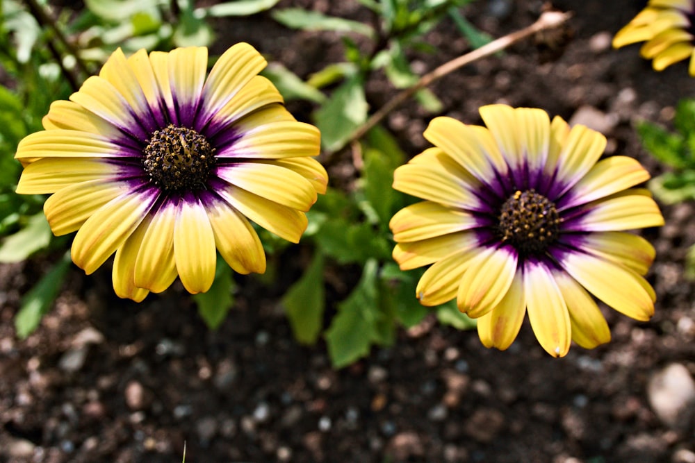 two yellow and purple flowers in a garden