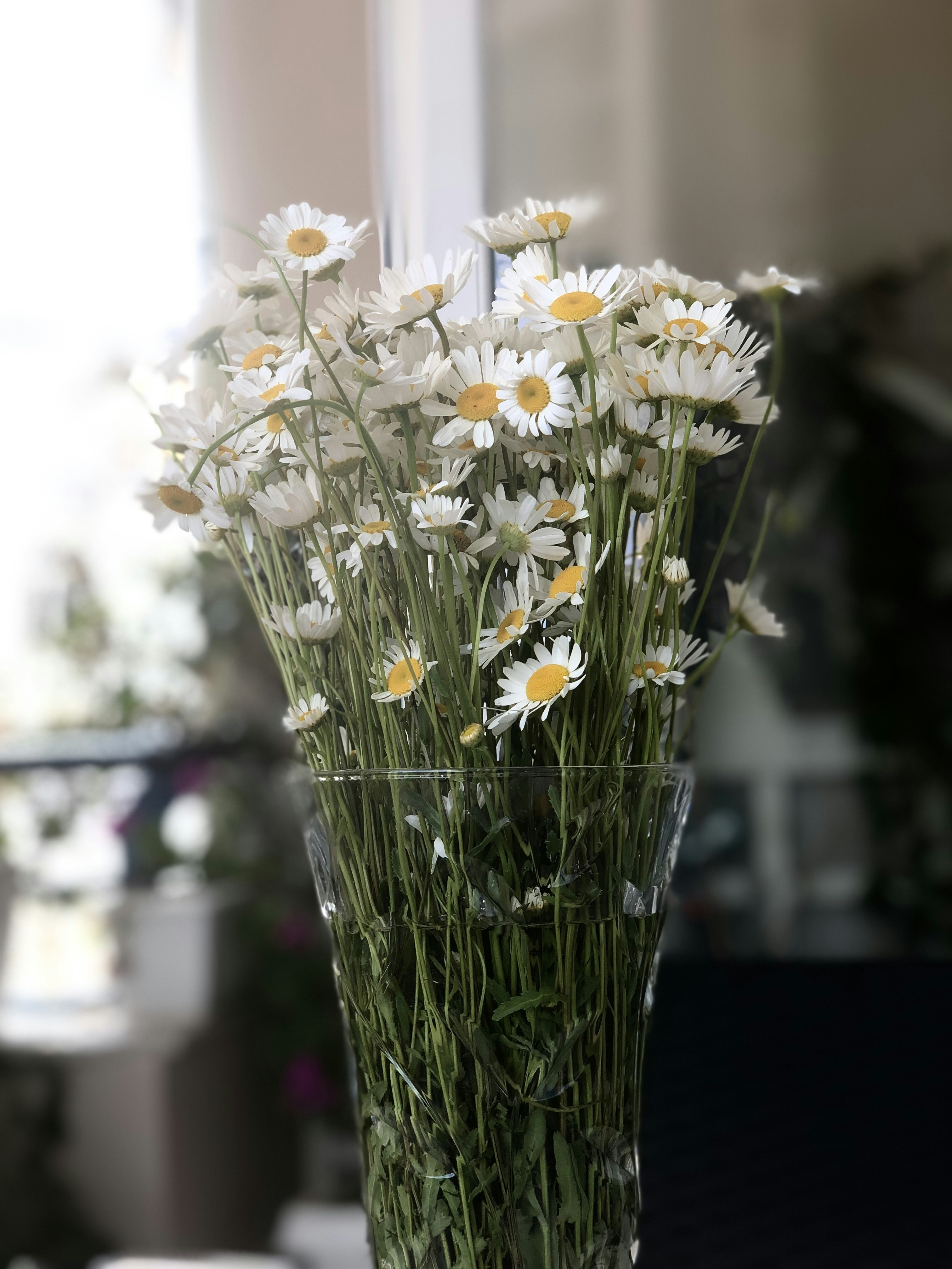 A vase filled with white and yellow flowers photo – Free Flower Image ...