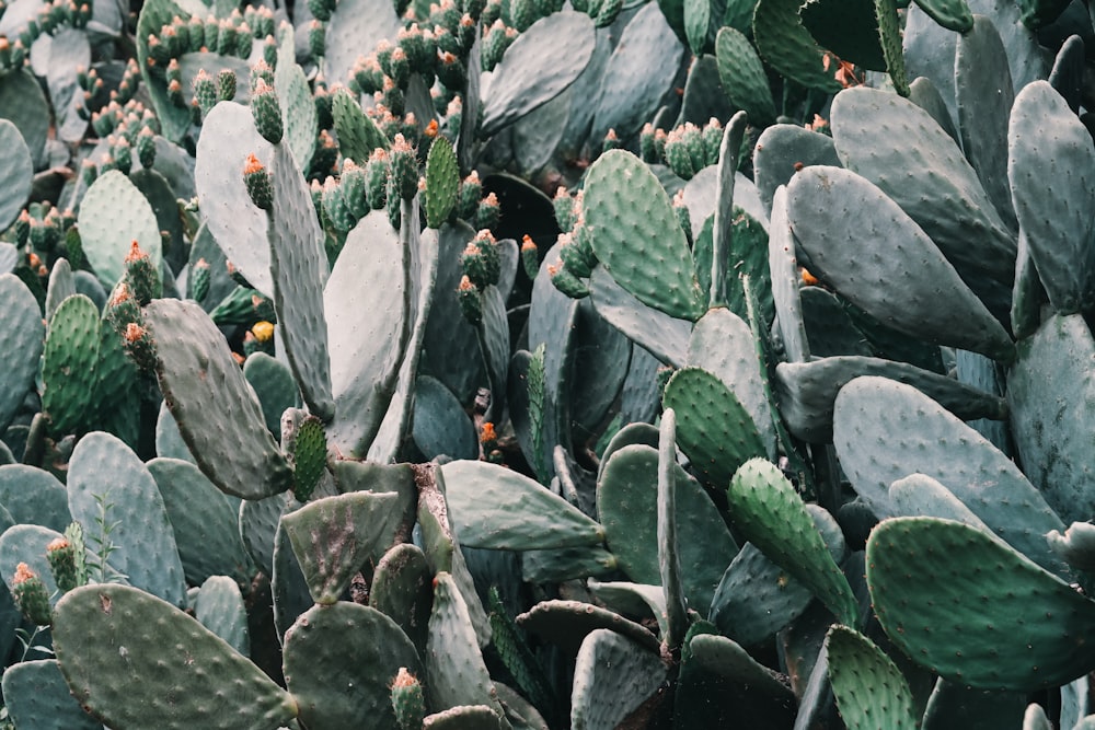 a large group of cactus plants in a field