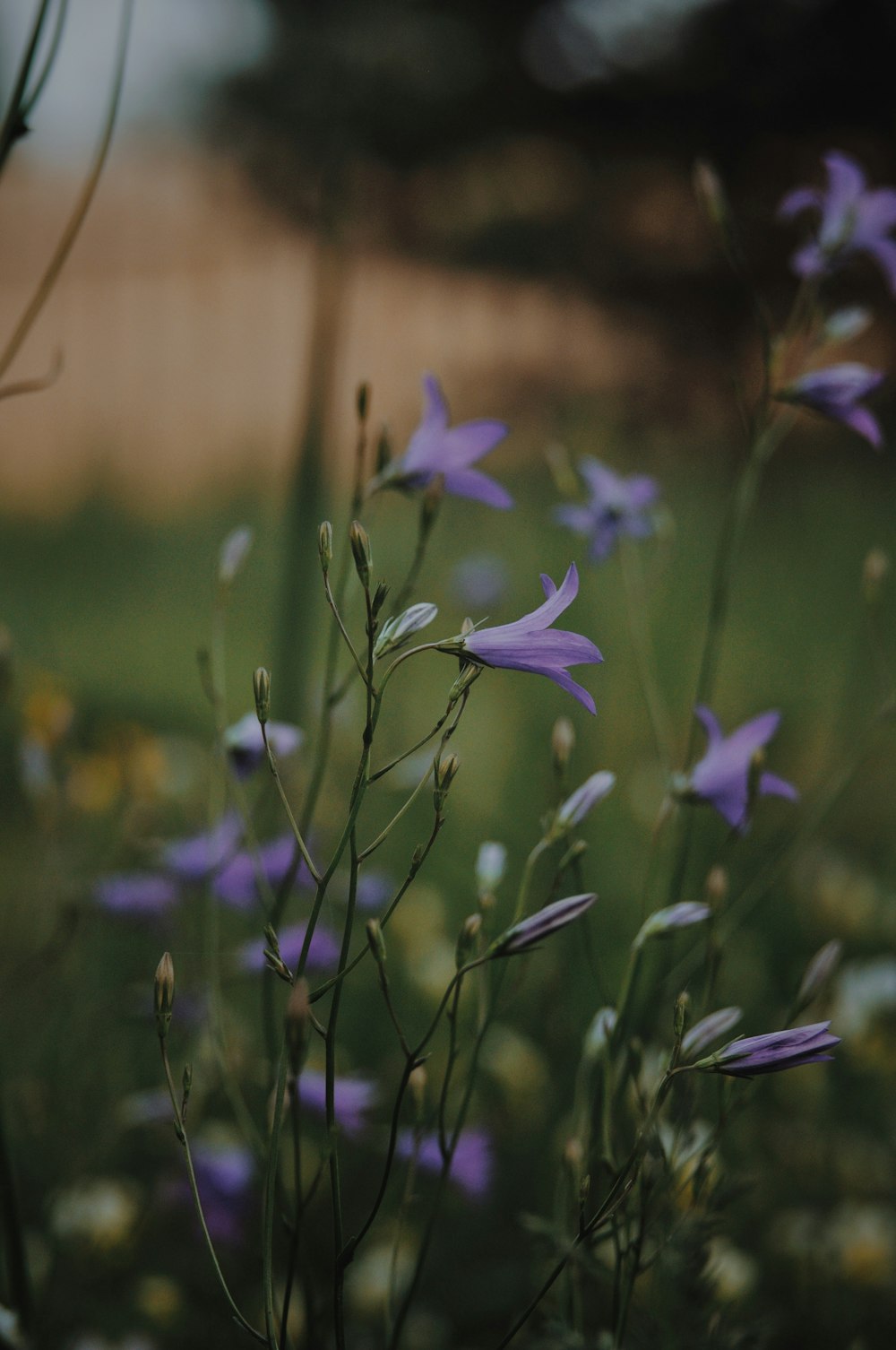 a bunch of purple flowers that are in the grass