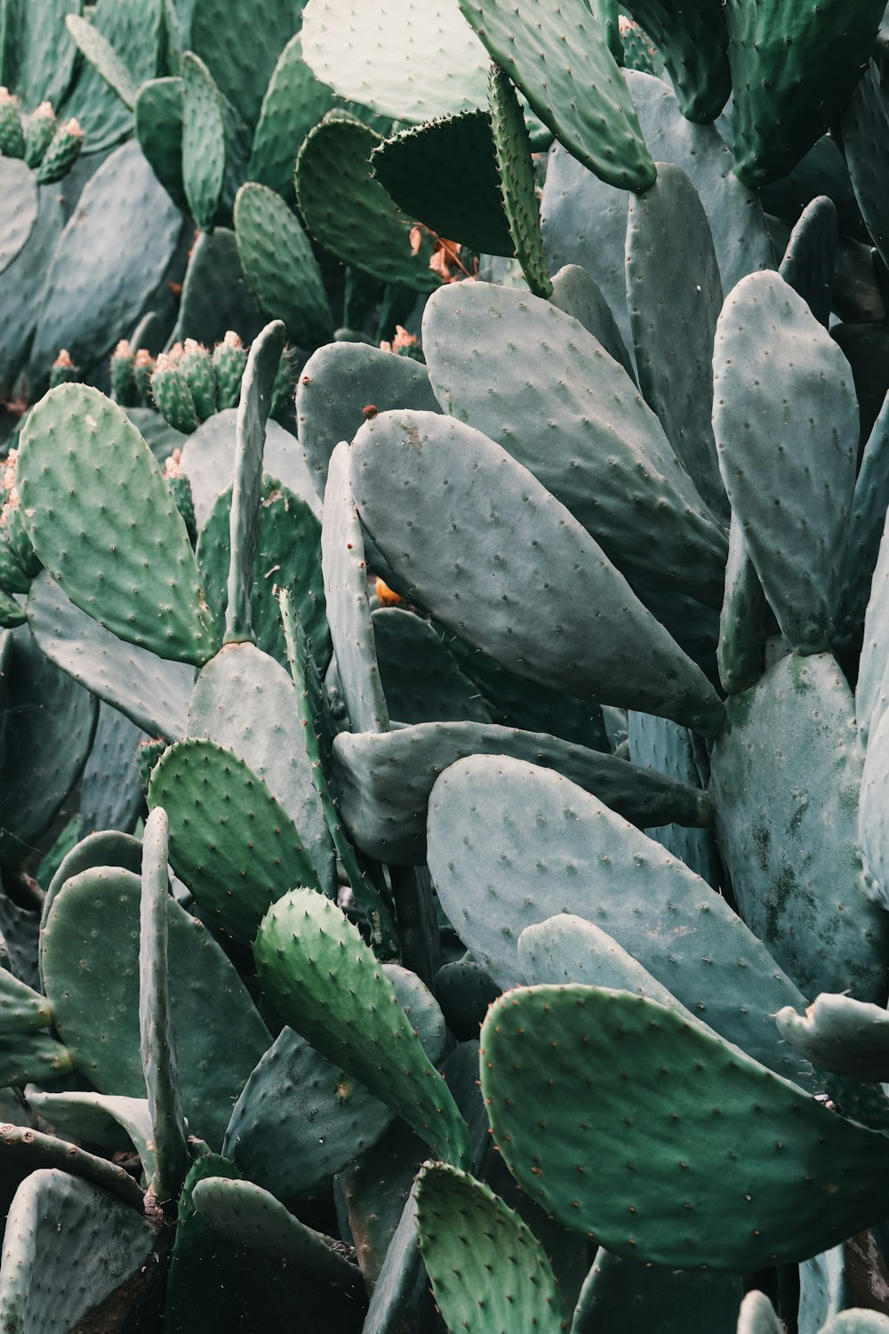 a large group of cactus plants in a field