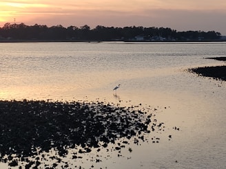 A serene scene of a heron standing still in shallow water at sunset.