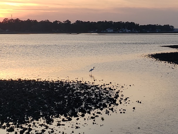 A serene scene of a heron standing still in shallow water at sunset.