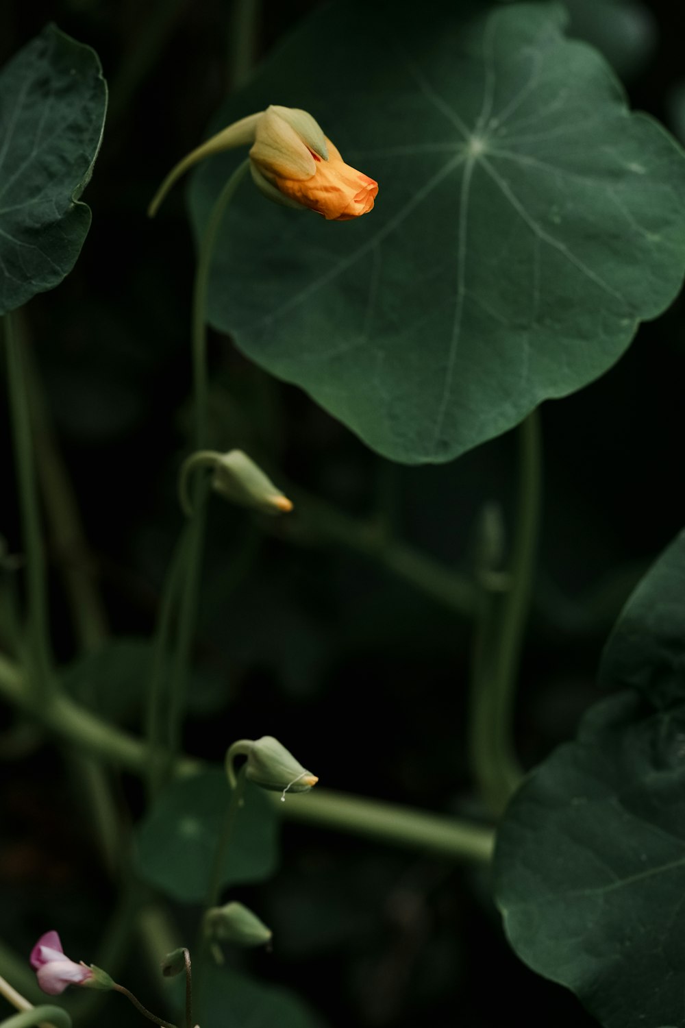 Un primo piano di un fiore su una pianta