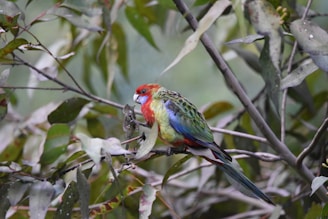 A cheerful parrot perched on a branch.