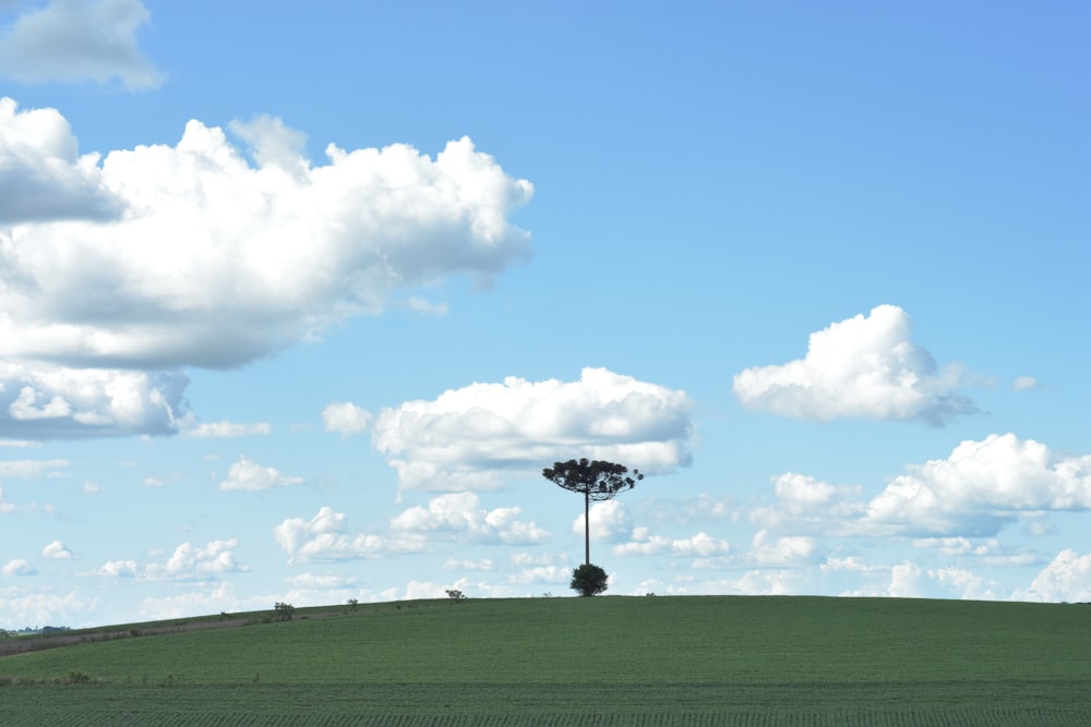 a lone tree on top of a green hill
