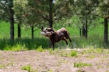 A brown dog is running energetically across a dirt path in a lush, green forest area, carrying a bird in its mouth. The background is filled with tall trees and verdant grass, suggesting a lively and natural environment. Dust is being kicked up by the dog's movement, emphasizing speed and activity.