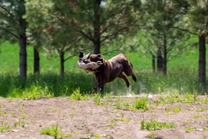 A brown dog is running energetically across a dirt path in a lush, green forest area, carrying a bird in its mouth. The background is filled with tall trees and verdant grass, suggesting a lively and natural environment. Dust is being kicked up by the dog's movement, emphasizing speed and activity.