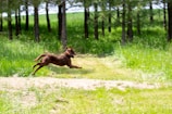 A happy Gordon Setter running through a lush green forest trail.