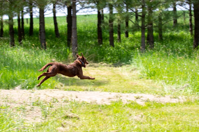 A joyful brown spaniel bounding through a lush green forest.