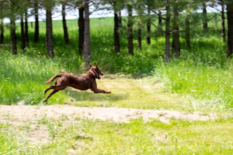 A brown dog is captured in mid-air as it runs enthusiastically through a lush green forest. The backdrop consists of tall trees and a thick carpet of grass, indicative of a vibrant, natural environment. The dog appears joyful and full of energy.