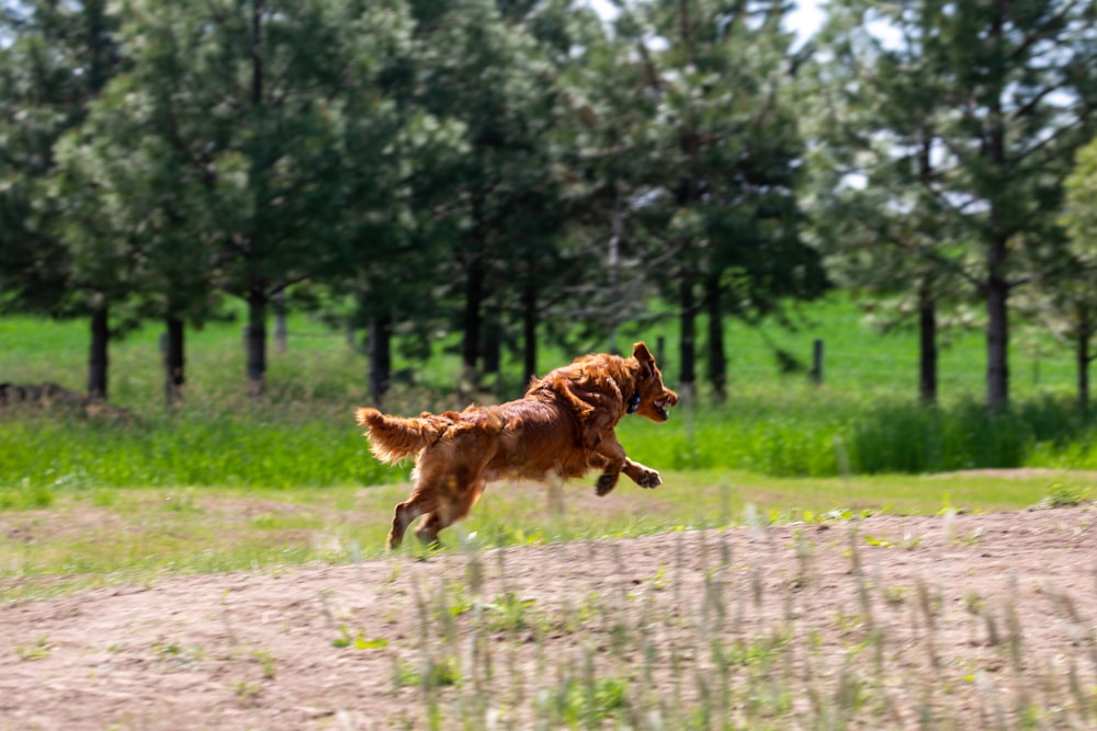 a dog running in a field with trees in the background