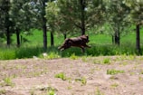 A cheerful cartoon dog jumping with joy in a vibrant backyard.