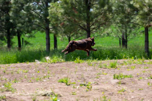 A rescued dog playing joyfully in a green park, symbolizing freedom and hope
