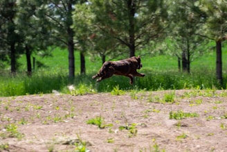 A brown dog is leaping joyfully across a dirt path surrounded by lush green grass and a forest of tall trees. The background showcases a serene and natural environment with vibrant greenery.