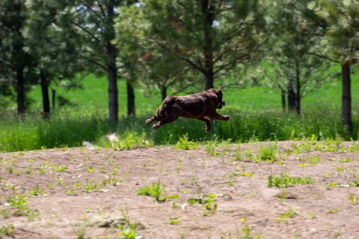 A brown dog is leaping joyfully across a dirt path surrounded by lush green grass and a forest of tall trees. The background showcases a serene and natural environment with vibrant greenery.