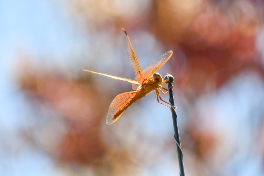 a close up of a dragonfly on a twig