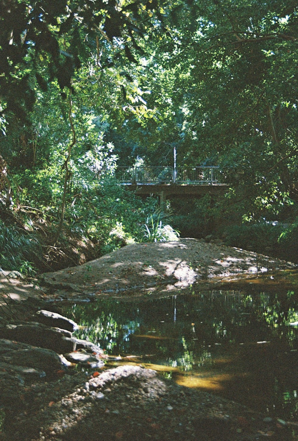 a bridge over a small stream in a forest