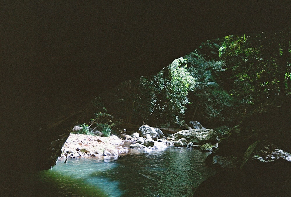 a river flowing through a lush green forest