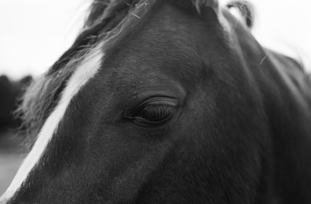 Una foto en blanco y negro de la cara de un caballo