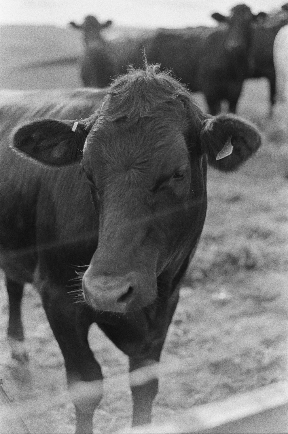 a black and white photo of a cow looking at the camera