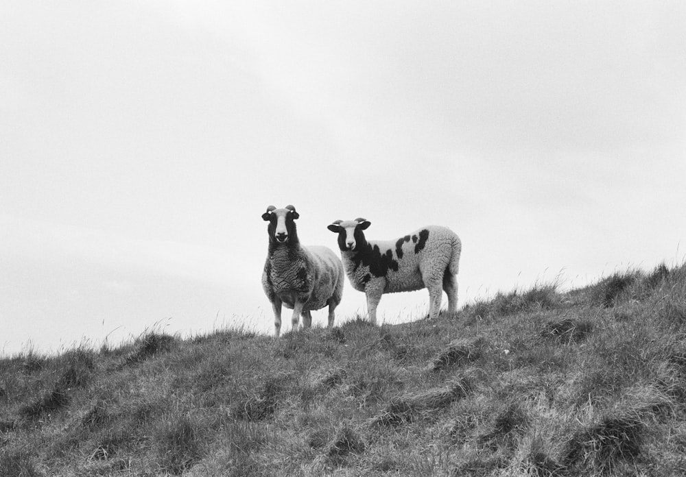 a couple of sheep standing on top of a grass covered hill